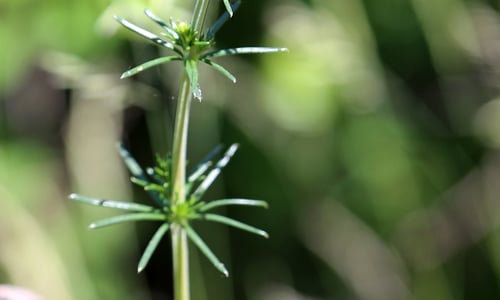 Geel walstro (Galium verum)