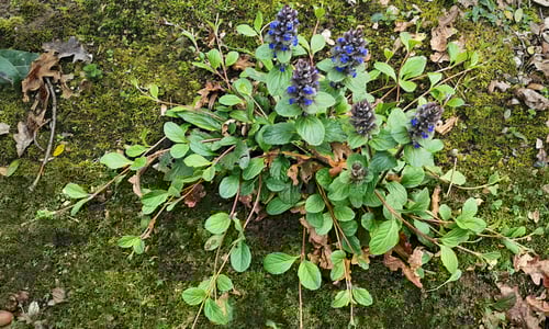 Kruipend zenegroen (Ajuga reptans)