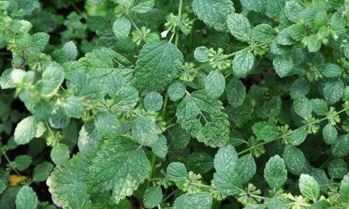 Citroenmelisse (Melissa officinalis)