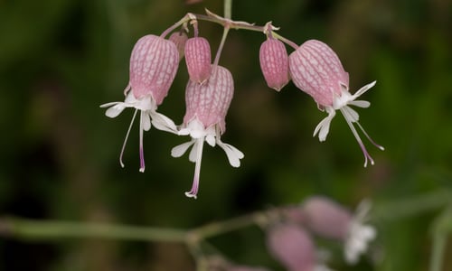 Blaassilene (Silene vulgaris)
