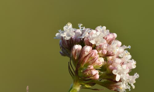 Echte valeriaan (Valeriana officinalis)