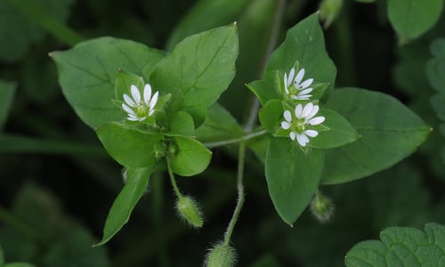 Vogelmuur (Stellaria media)