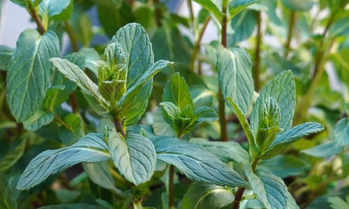 Aarmunt (Mentha spicata)