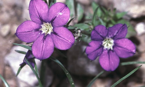 Groot spiegelklokje – cultuurvariant (Legousia speculum-veneris)
