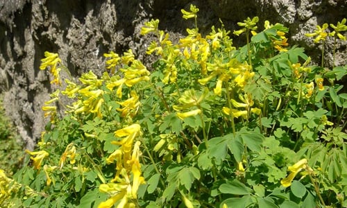 Gele helmbloem (Pseudofumaria lutea)