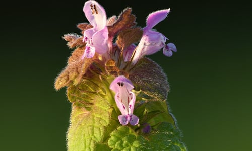 Paarse dovenetel (Lamium purpureum)