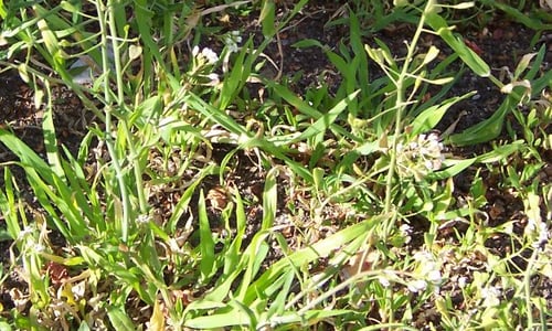 Herderstasje (Capsella bursa-pastoris)