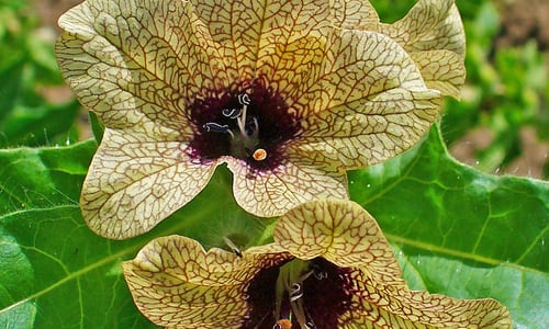 Bilzekruid (Hyoscyamus niger)