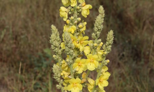 Keizerskaars (Verbascum phlomoides)