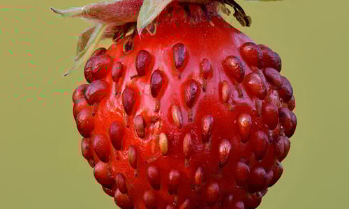 Bosaardbei (Fragaria vesca)