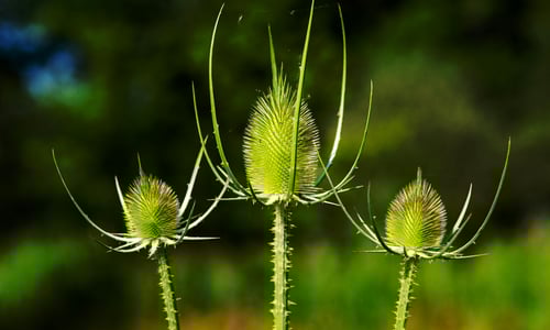 Grote kaardenbol BIO (Dipsacus fullonum)
