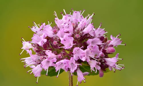 Wilde marjolein (Origanum vulgare)