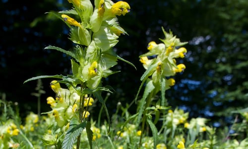 Grote ratelaar BIO (Rhinanthus angustifolius)