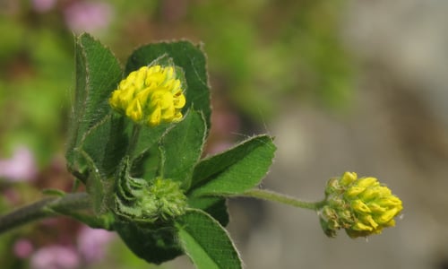 Hopklaver (Medicago lupulina)