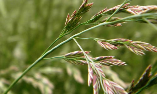 Rood zwenkgras BIO (Festuca rubra)