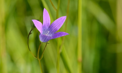 Weideklokje (Campanula patula)