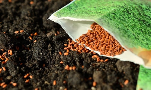 Veelgemaakte fouten bij het zaaien van inheemse zaden (en hoe je ze voorkomt)