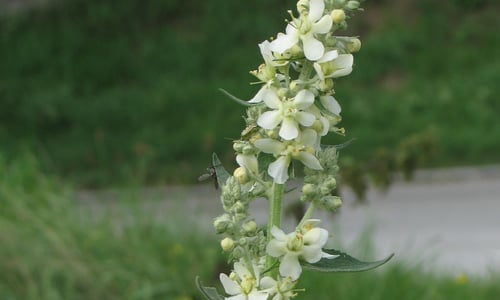 Melige toorts (Verbascum lychnitis)