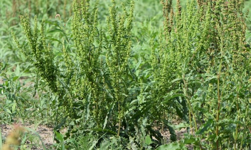 Krulzuring (Rumex crispus)