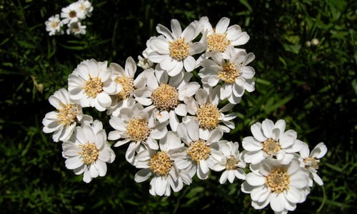 Wilde bertram (Achillea ptarmica)