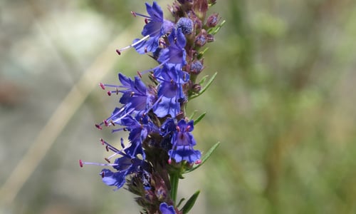 Hyssop (Hyssopus officinalis)
