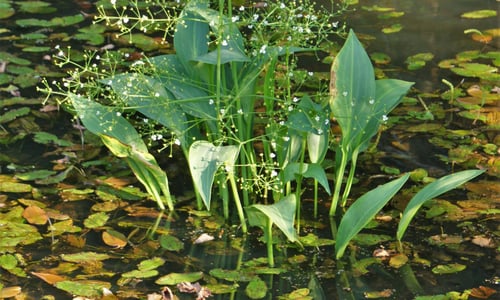 Grote waterweegbree (Alisma plantago-aquatica)