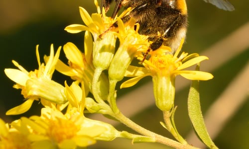 Echte guldenroede (Solidago virgaurea)
