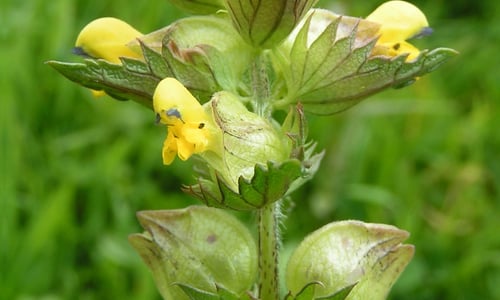 Kleine ratelaar (Rhinanthus minor)
