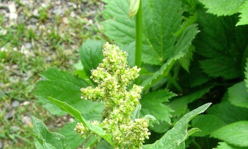 Brave hendrik (Blitum bonus-henricus)