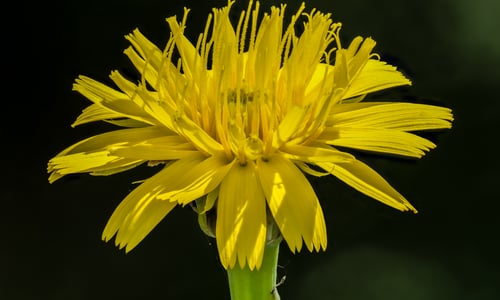 Groot streepzaad (Crepis biennis)