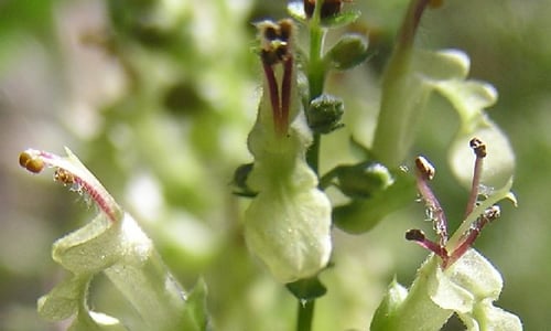 Valse salie (Teucrium scorodonia)