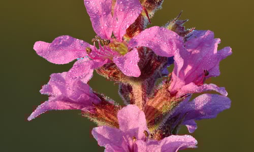 Grote kattenstaart (Lythrum salicaria)