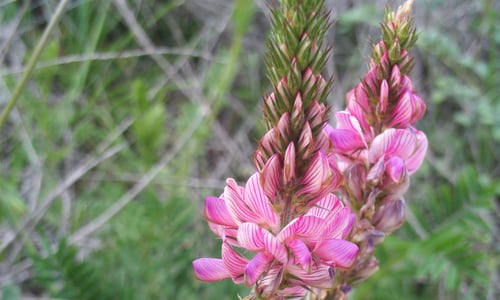 Esparcette (Onobrychis viciifolia)