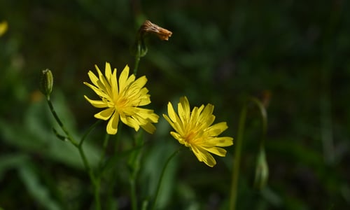 Vertakte leeuwentand (Scorzoneroides autumnalis)