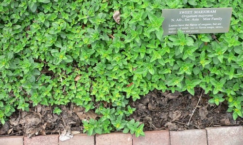 Echte marjolein (Origanum majorana)