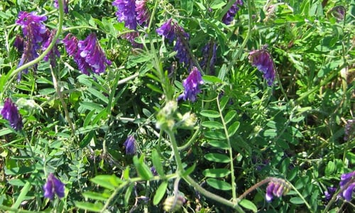 Bonte wikke (Vicia villosa)