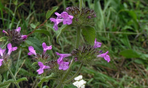 Borstelkrans (Clinopodium vulgare)