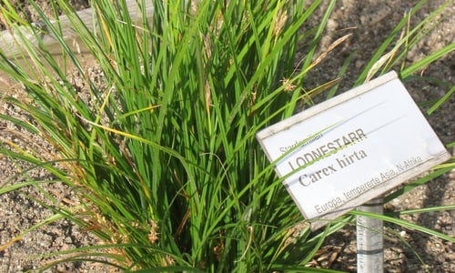 Ruige zegge (Carex hirta)