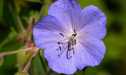 Beemdooievaarsbek (Geranium pratense)