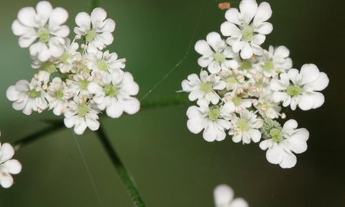 Heggedoornzaad (Torilis japonica)