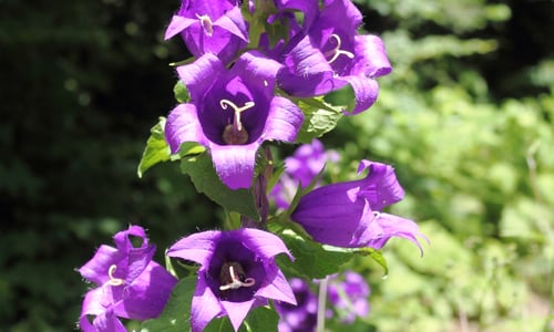 Ruig klokje (Campanula trachelium)