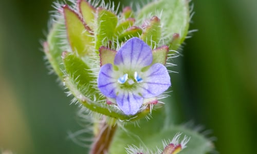 Klimopereprijs (Veronica hederifolia)