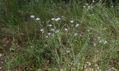 Overblijvend vlas (Linum perenne)