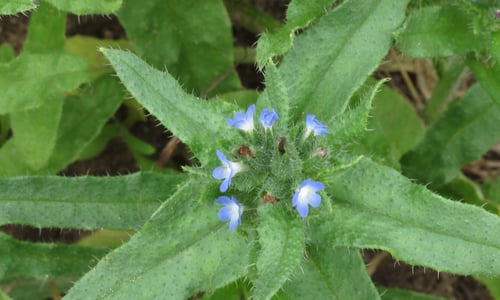 Kromhals (Anchusa arvensis)