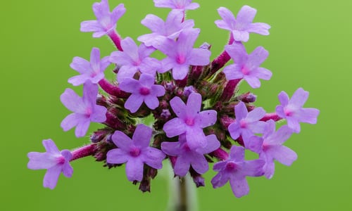 Stijf ijzerhard (Verbena bonariensis)