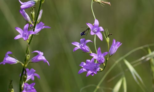 Rapunzelklokje (Campanula rapunculus)