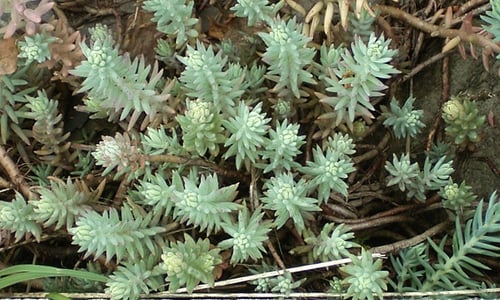 Tripmadam (Sedum rupestre)