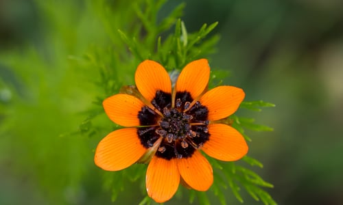 Zomeradonis (Adonis aestivalis)