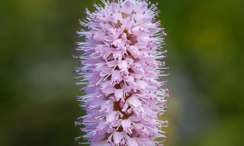 Adderwortel (Persicaria bistorta)
