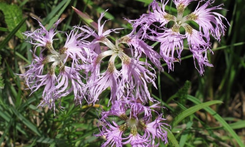 Prachtanjer (Dianthus superbus)